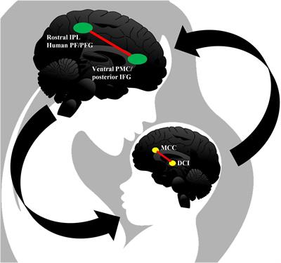 A glimpse into <mark class="highlighted">social perception</mark> in light of vitality forms